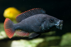 Haplochromis nubilus