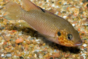 Hemichromis cerasogaster