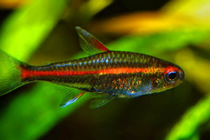 Hemigrammus erythrozonus