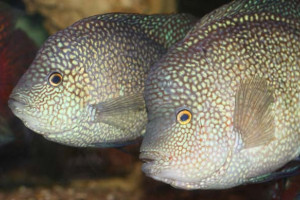 Herichthys cyanoguttatus