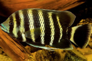 Heterotilapia buttikoferi