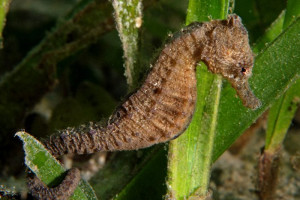 Hippocampus kuda