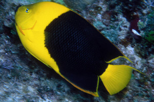 Holacanthus tricolor