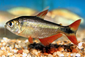 Hyphessobrycon anisitsi