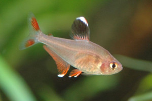 Hyphessobrycon bentosi