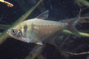 Hyphessobrycon bifasciatus