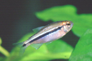 Hyphessobrycon cyanotaenia