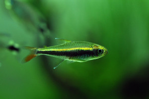 Hyphessobrycon loretoensis