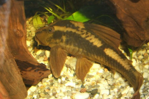 Hypostomus cochliodon