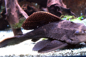 Hypostomus plecostomus