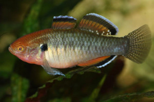 Hypseleotris cyprinoides