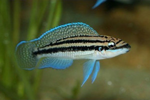 Julidochromis dickfeldi