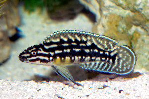 Julidochromis marlieri