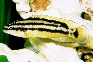 Julidochromis ornatus