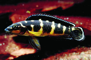 Julidochromis transcriptus