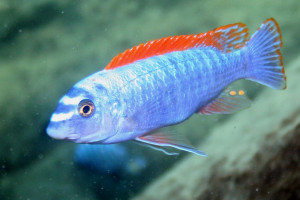 Labeotropheus trewavasae