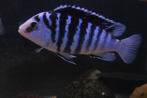 Labidochromis chisumulae