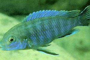 Labidochromis ianthinus