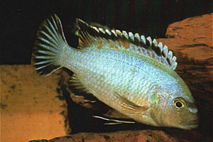 Labidochromis lividus
