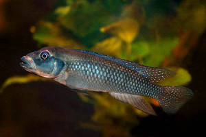 Lamprologus congoensis