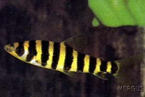 Leporinus affinis