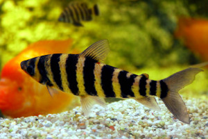 Leporinus octofasciatus