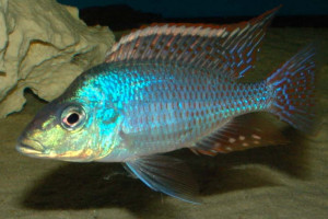 Lethrinops lethrinus