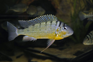 Limnotilapia dardennii