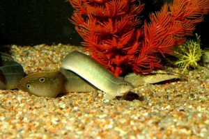 Macrognathus aculeatus