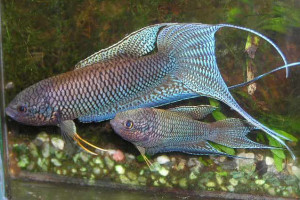 Macropodus erythropterus