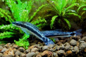 Macrotocinclus affinis