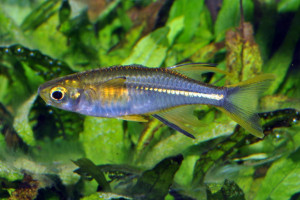 Marosatherina ladigesi