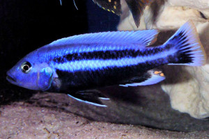 Melanochromis chipokae