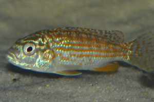 Melanochromis joanjohnsonae