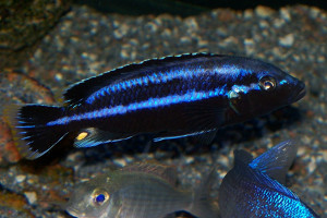 Melanochromis parallelus