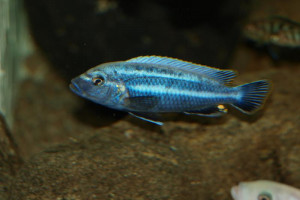 Melanochromis vermivorus