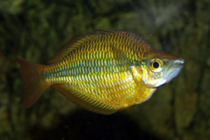 Melanotaenia trifasciata