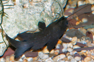 Mystus leucophasis