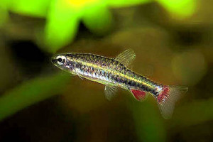 Nannostomus anduzei