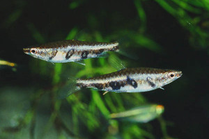 Nannostomus britskii