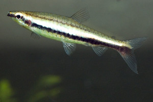 Nannostomus digrammus