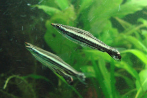 Nannostomus eques