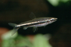 Nannostomus marilynae