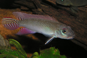 Nanochromis parilus