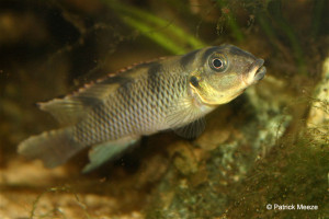 Nanochromis transvestitus