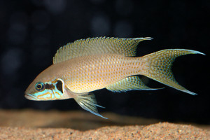 Neolamprologus brichardi