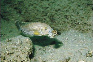 Neolamprologus callipterus