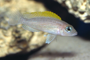 Neolamprologus caudopunctatus