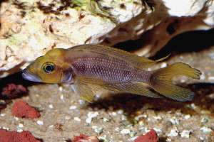 Neolamprologus furcifer