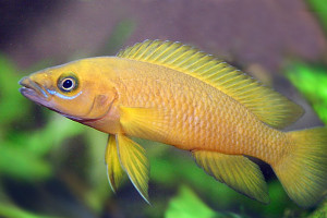 Neolamprologus leleupi